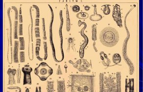 Виды глистов у человека: какие разновидности гельминтов бывают?