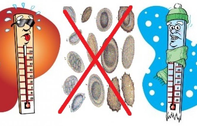 Как умирают глисты: при какой температуре погибают яйца гельминтов