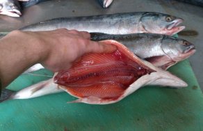 Глисты в горбуше: как выглядят черви в мясе рыбы?