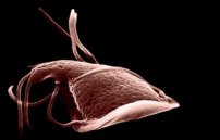 Аскариды и Лямблии:  как обнаруживать паразитов и как лечить?
