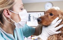 Диагностика, лечение и профилактика токсокароза собак