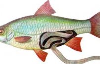 Рыба с червями: фото и описание белых и плоских паразитов