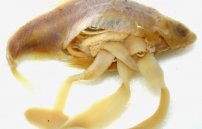 Селитерная рыба: можно ли есть и как выглядит червь-селитер