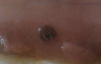 Глисты в скумбрии: фото паразитов во внутренностях