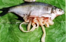 Паразиты в рыбе, опасные для человека: фото и названия рыбных паразитов