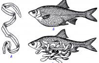 Солитер в рыбе: фото, как выглядят ленточные черви