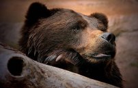 Трихинеллез в медвежьем мясе: можно ли определить наличие паразитов?
