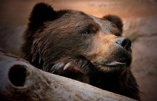 Трихинеллез в медвежьем мясе: можно ли определить наличие паразитов?