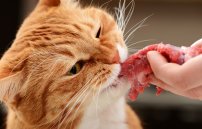 Дозировка и методика введения Пирантела у кошки