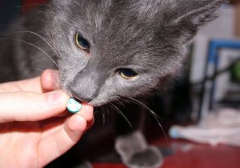 Пирантел для кошек инструкция по применению и правила дозировки