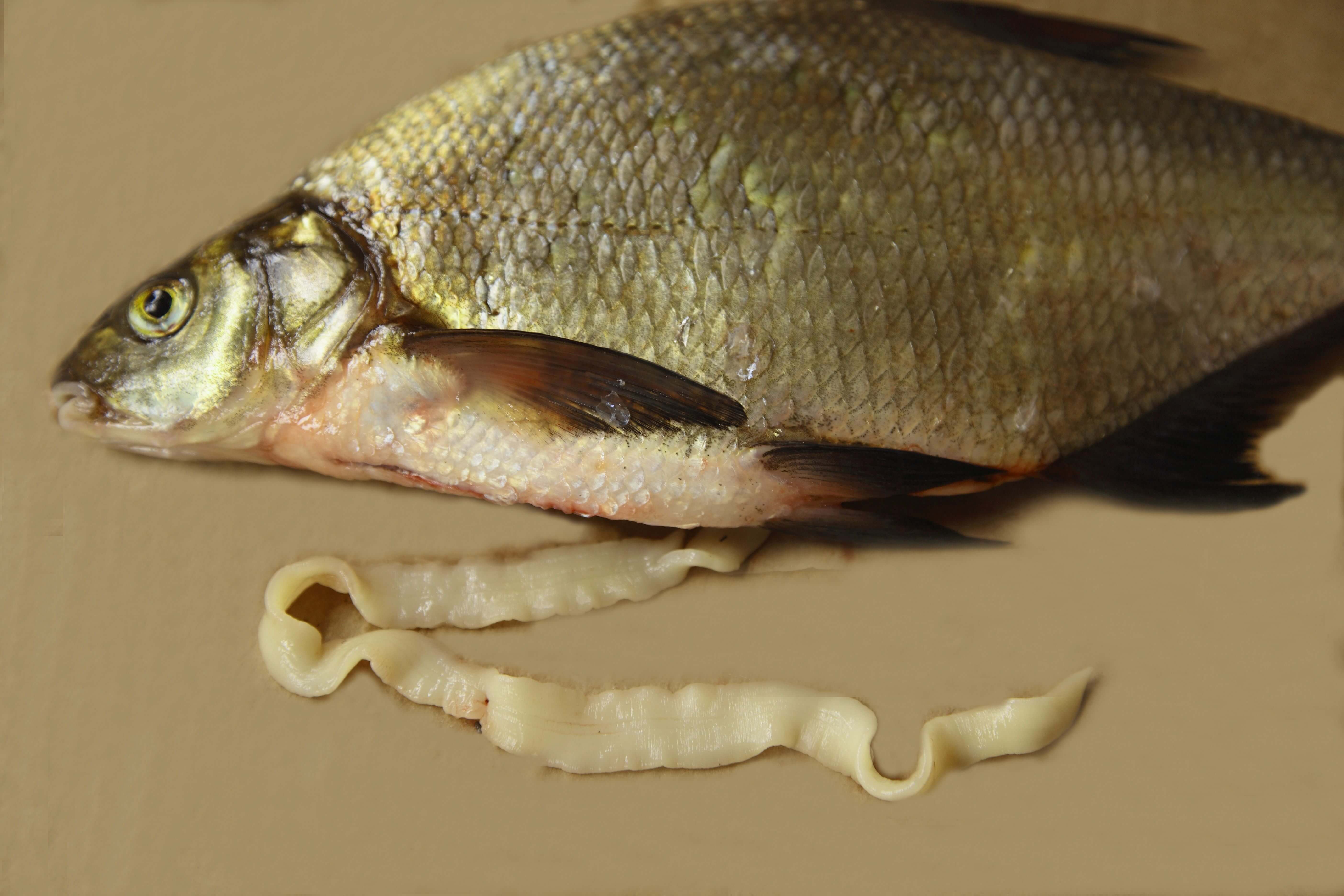 Можно ди рыба. Ремнец Лигула. Широкий лентец паразит рыб. Чаечный дифиллоботриоз.
