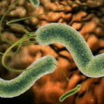 глисты и бактерии