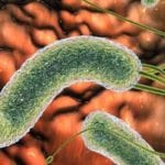 Эпидемиология и способы переноса инфекции хеликобактер пилори