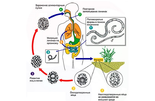 Где развивается личинка аскариды в организме человека