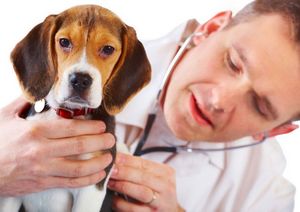 Как правильно глистогонить собаку перед прививкой и зачем