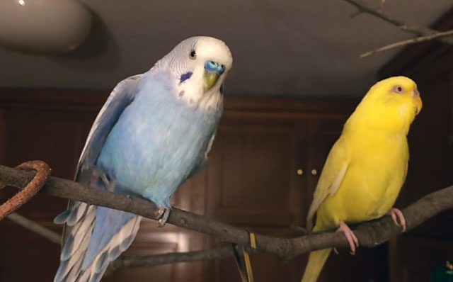 Опасность и методы борьбы с клещами у попугаев