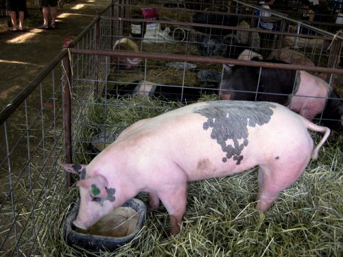 Аскаридоз свиней причины появления, симптомы и лечение
