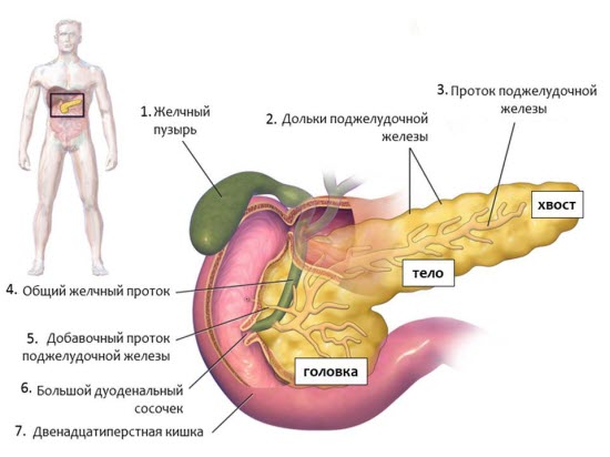 Симптомы появления паразитов в поджелудочной железе и способы борьбы с ними