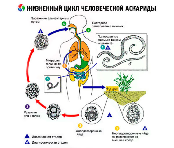Где развивается личинка аскариды в организме человека