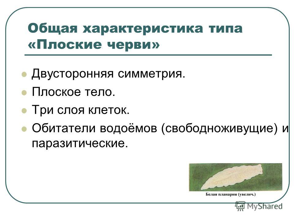 Какой тип питания характерен для белой планарии изображенной на рисунке обоснуйте свой ответ