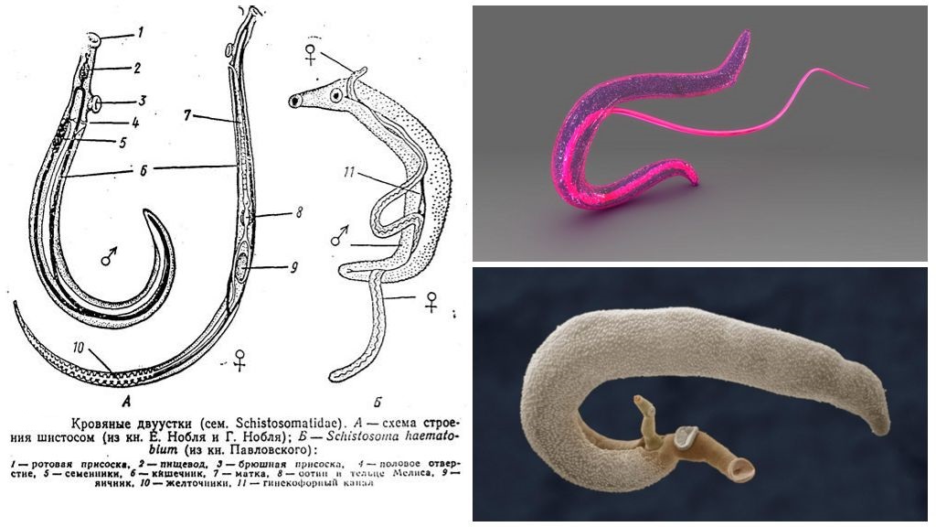 Паразитический червь пищеварительная система. Кровяной сосальщик шистосома. Кровяной сосальщик самка и самец. Schistosoma haematobium морфология. Schistosoma haematobium строение.