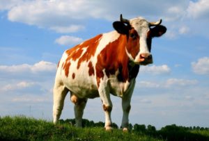 Способы выведения глистов у коров и телят