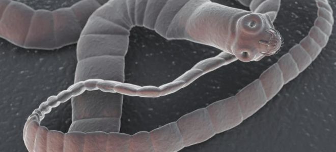 Что едят глисты в организме человека, и как размножаются