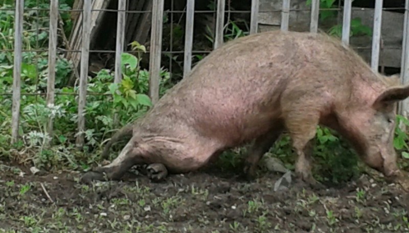 Аскаридоз свиней причины появления, симптомы и лечение