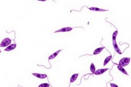 Простейшие-паразиты человека Малярийный плазмодий и дизентерийная амёба