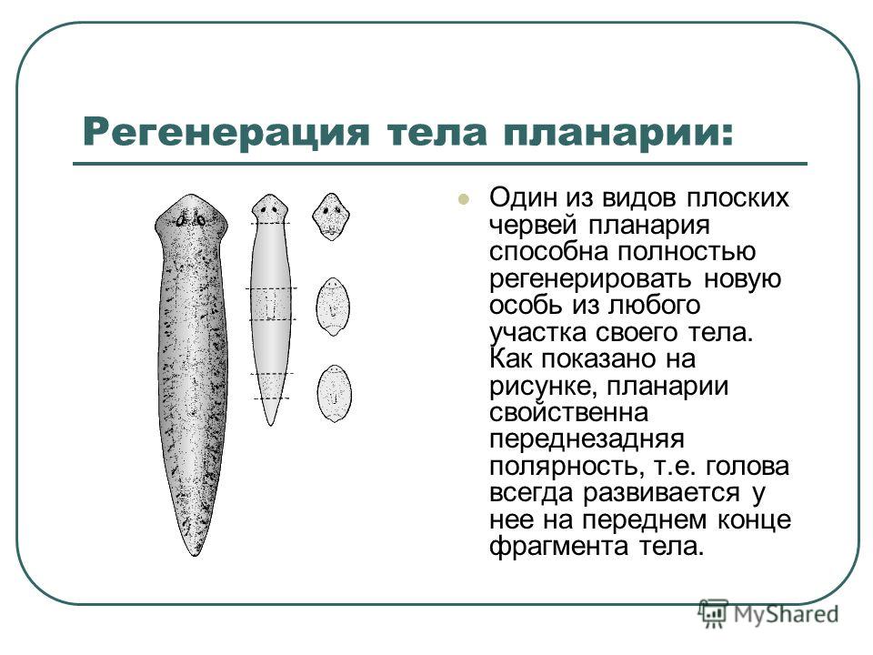 Какой тип питания характерен для белой планарии изображенной на рисунке 1