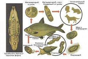 В какой рыбе описторхоз, есть ли в морской, речной, вяленой, как готовить